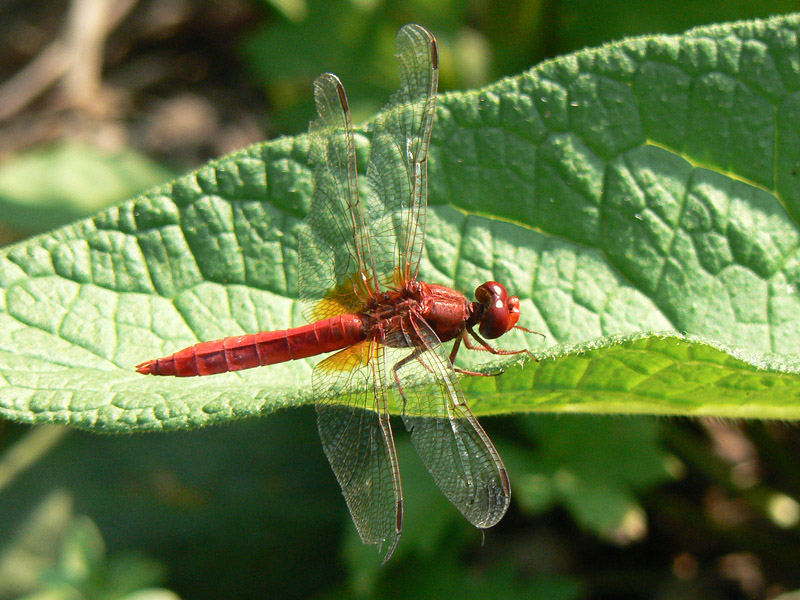 Crocothemis erythraea? - S, maschio